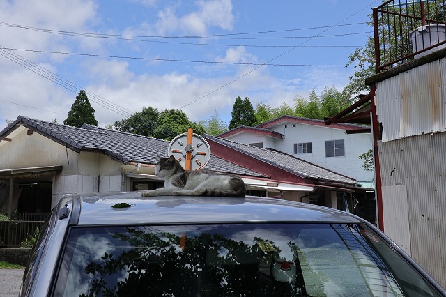 鶴丸温泉の猫
