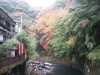 塔ノ沢、玉の緒橋から眺める早川の紅葉