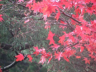 箱根温泉郷の紅葉