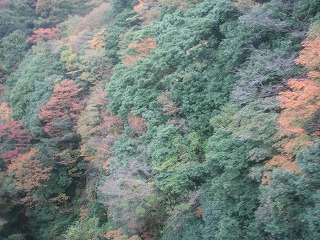 箱根登山鉄道から見る車窓の紅葉