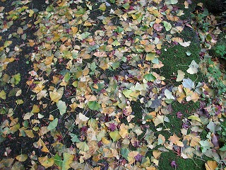 箱根の紅葉は11月