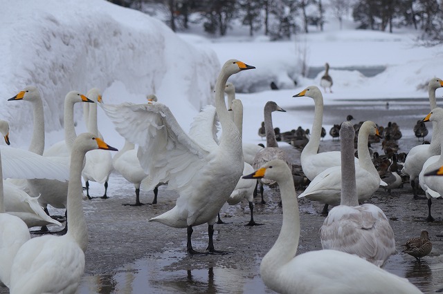 徳良湖自然研修センター駐車場の白鳥