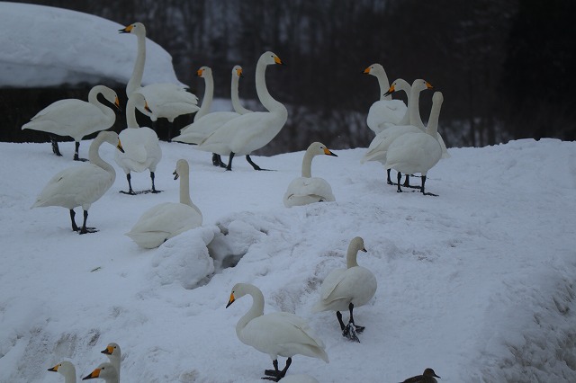 徳良湖自然研修センターの白鳥