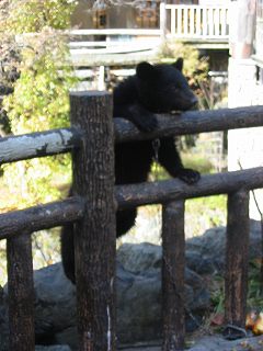 宝川温泉の熊