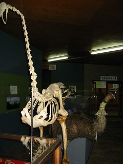 謎の骨格標本