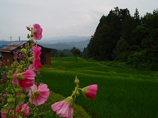 松之山温泉翠の湯のあたりの田舎景色