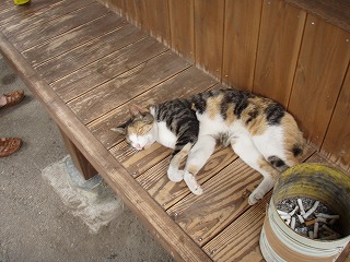 蕨温泉ふれあいの湯の猫