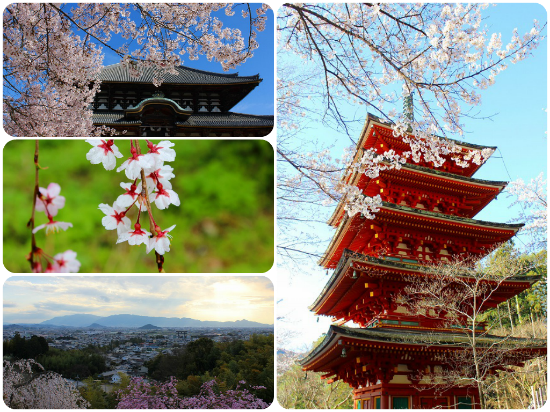 奈良観光旅行記